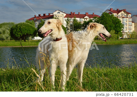 Two russian wolfhounds 66420731