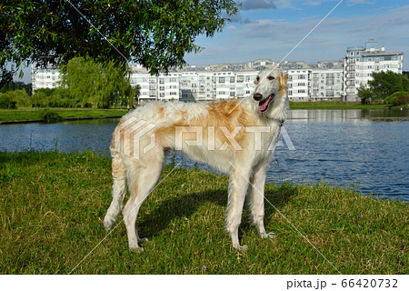White Russian wolfhound 66420732