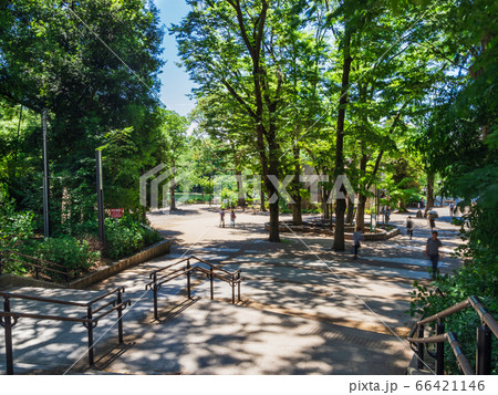 東京 吉祥寺 井の頭公園 東京 吉祥寺 井の頭公園 66421146