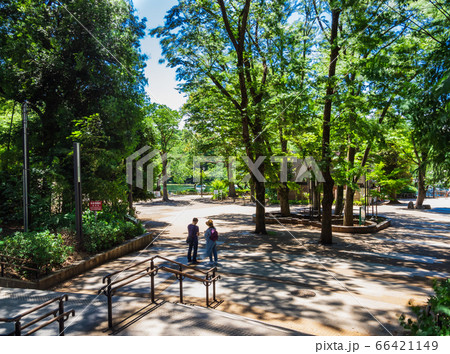 東京 吉祥寺 井の頭公園 東京 吉祥寺 井の頭公園 66421149
