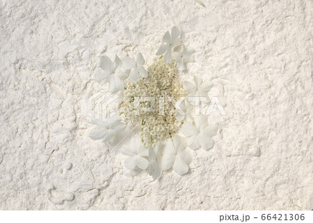 Viburnum flat round cluster of small white flowers 66421306