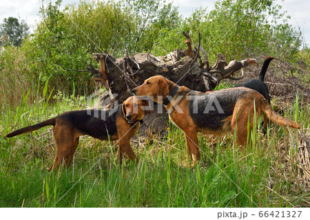 Hunting dogs Hunting dogs 66421327