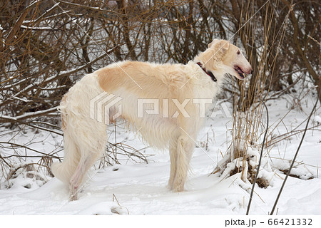 White Russian Borzoi White Russian Borzoi 66421332