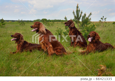 Group of Irish setters Group of Irish setters 66421335