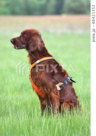 Hunting with setter Hunting with setter 66421352