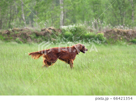 Hunting with setter 66421354