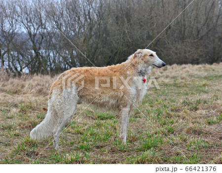 Running borzoi dog Running borzoi dog 66421376