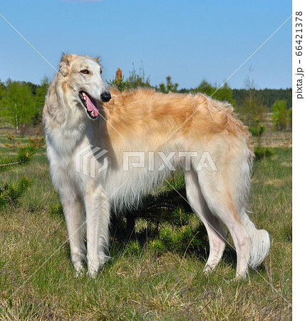 Hunting dog 66421378