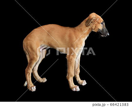 Puppy of Russian borzoi 66421383