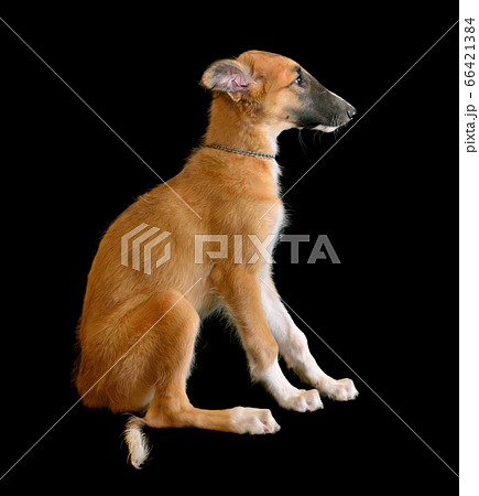 Small puppy of Russian borzoi dog 66421384