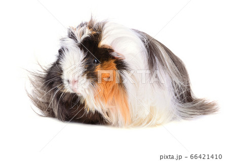 Cute pet 66421410
