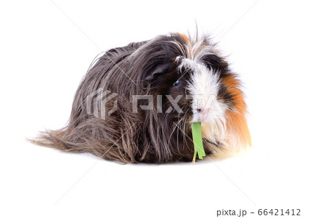 Eating guinea pig 66421412