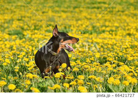 Doberman Pinscher on spring background 66421727