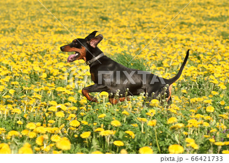 Running German Pinscher 66421733
