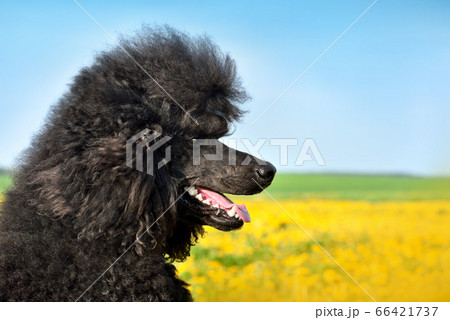 Portrait of black poodle Portrait of black poodle 66421737