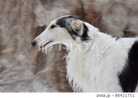 Portrait of Russian wolfhound Portrait of Russian wolfhound 66421751