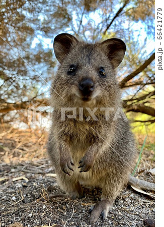 クオッカ 66421779