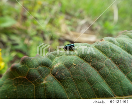 ルリハムシ 66422465