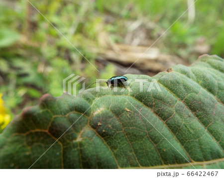 ルリハムシ 66422467