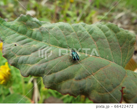 ルリハムシ 66422472