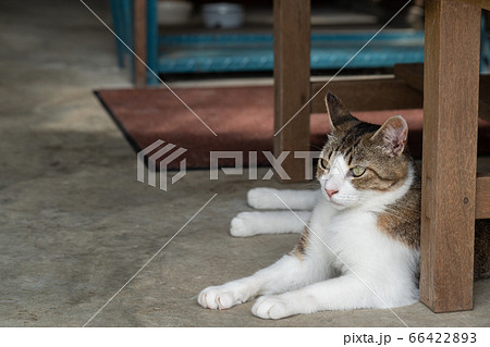 リラックスした可愛い猫の写真 リラックスした可愛い猫の写真 66422893