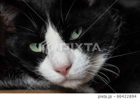 リラックスした可愛い猫の写真 リラックスした可愛い猫の写真 66422894