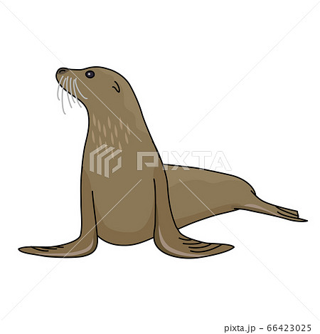 Fur seals have small ears - Stock Illustration [66423025] - PIXTA