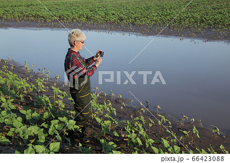 Agricultural scene, farmer in sunflower field Agricultural scene, farmer in sunflower field 66423088