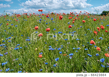 Field with poppies and cornflowers on a summer sunny day 66423664