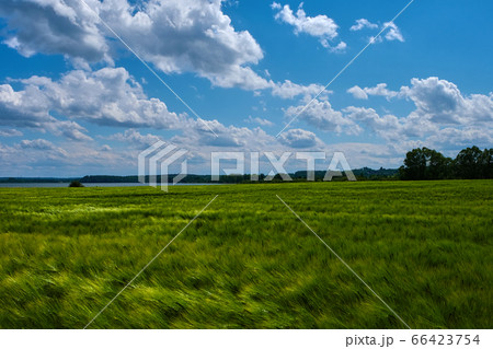 Field of green wheat under blue sky and clouds 66423754