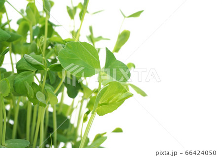 豆苗 豆苗 66424050