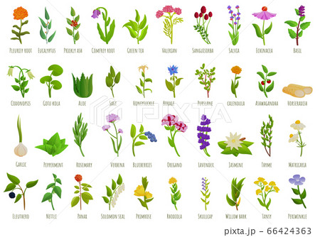 Medicinal herbs icons set, cartoon style 66424363