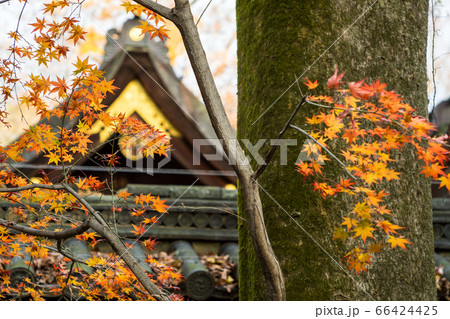 下鴨神社、摂社・河合神社の紅葉 66424425