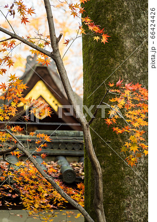 下鴨神社、摂社・河合神社の紅葉 66424426