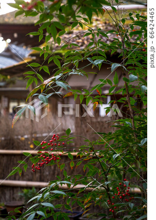 下鴨神社、摂社・河合神社、鴨長明の「方丈の庵」、南天の赤い実 66424465