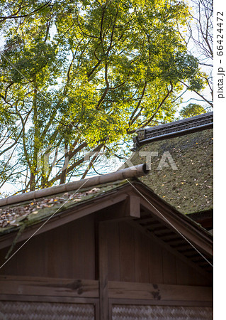 下鴨神社 摂社 河合神社 鴨長明の 方丈の庵 苔むした板葺き屋根に散る落ち葉の写真素材