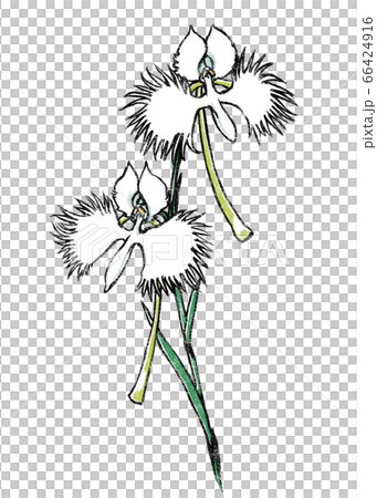 兩輪鷺草印花風格 66424916