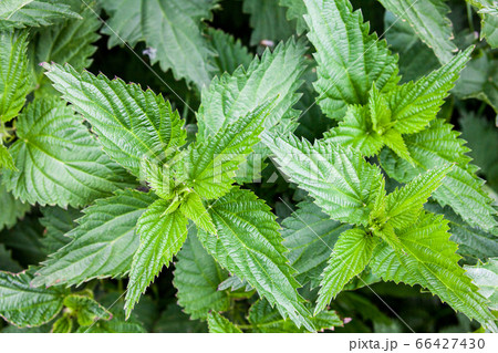 Stinging nettles 66427430