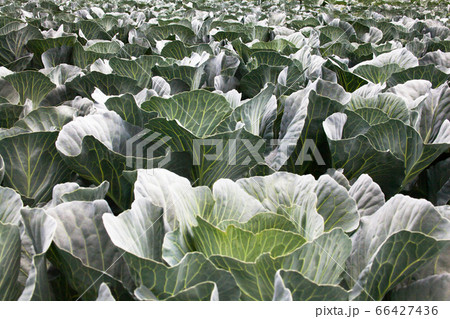 Cabbage field Cabbage field 66427436