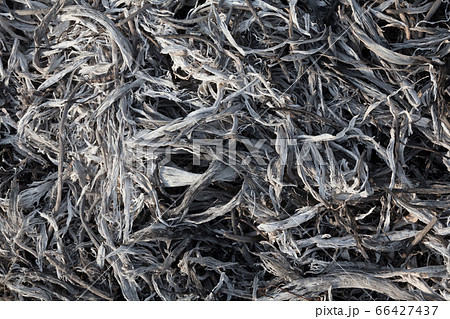 Burnt grass 66427437