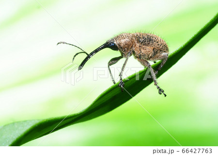 ハイイロチョッキリ（オス） 66427763