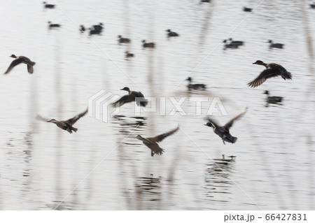 flock flying ducks 66427831