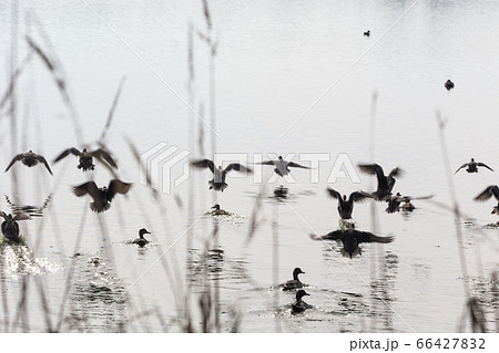 flock flying ducks flock flying ducks 66427832