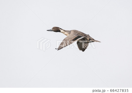 Flying Northern Pintail 66427835
