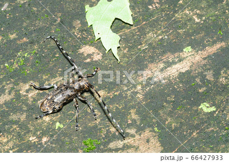ナガゴマフカミキリ ナガゴマフカミキリ 66427933