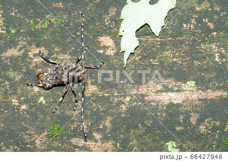 ナガゴマフカミキリ ナガゴマフカミキリ 66427948