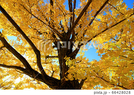 朝の日差しで金色に輝く秋の黄色く紅葉したイチョウの木の写真素材