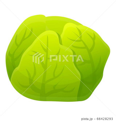 Cabbage icon, cartoon style Cabbage icon, cartoon style 66428293