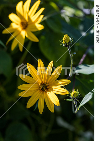 yellow Jerusalem artichoke flowers 66428869