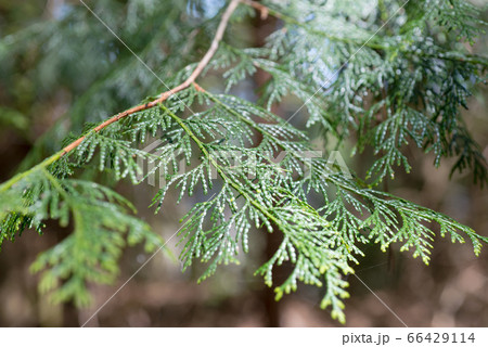 癒しの葉 癒しの葉 66429114